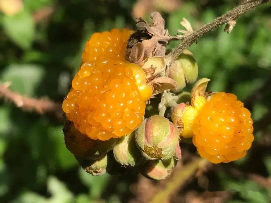 芒市_文化_公众