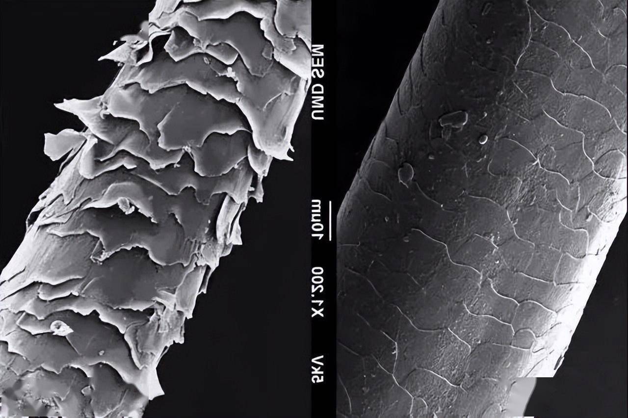 保护毛鳞片就是保护你的头发