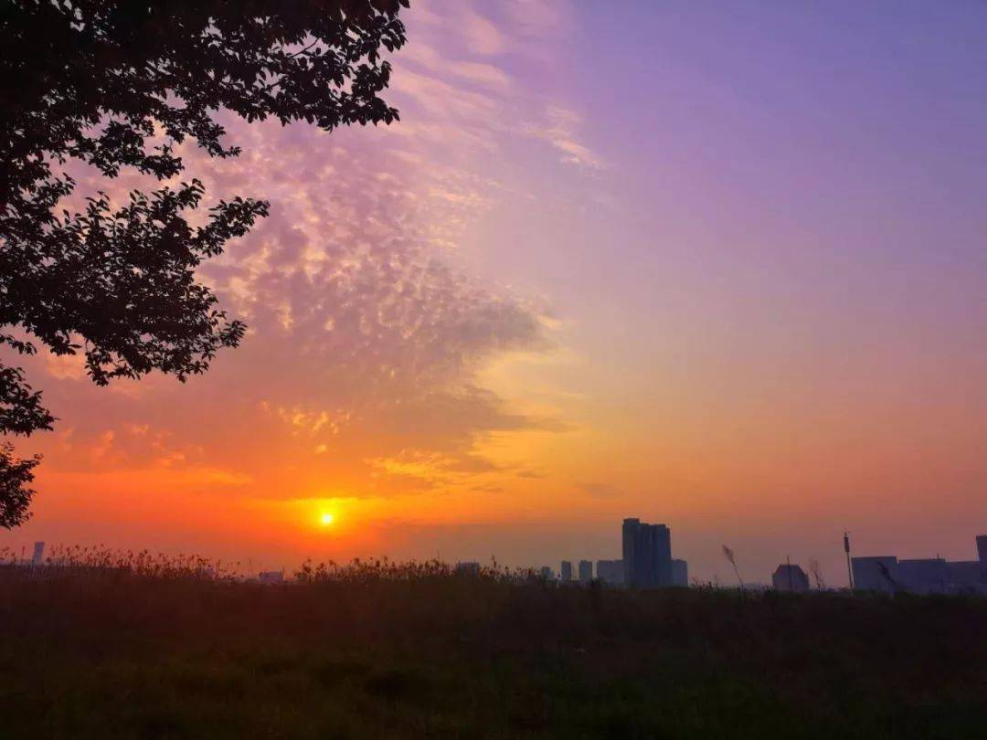 踯躅花（踯躅花有毒吗） 第3张