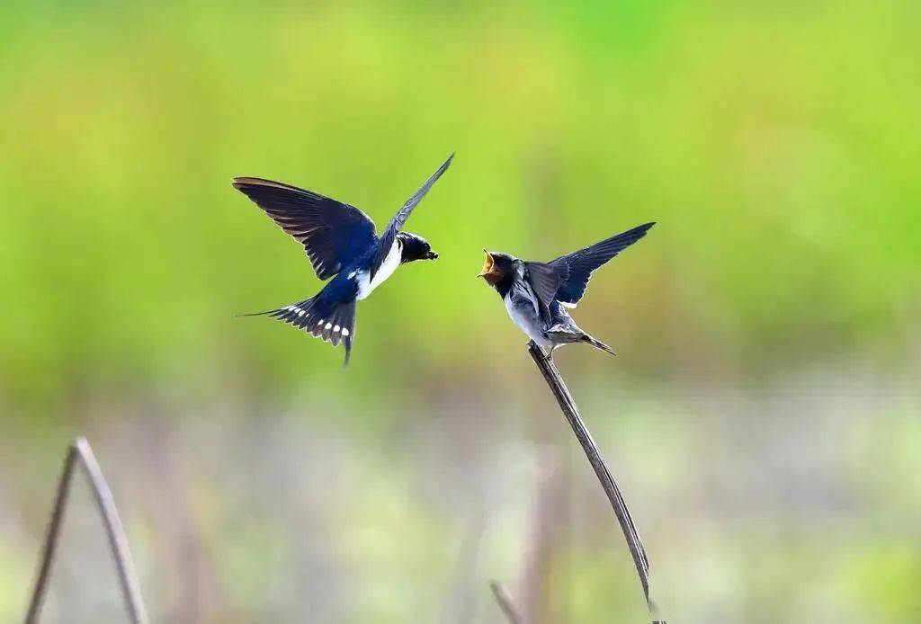 黄红梅,网名柳梦云烟.