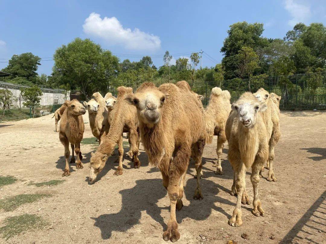 【4月30日发团】二日游,望天湖野生动物园(入住景区度假酒店) 粤东第