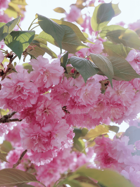 如此美的晚樱大道,应该早点让你知道~_樱花_花瓣_粉色