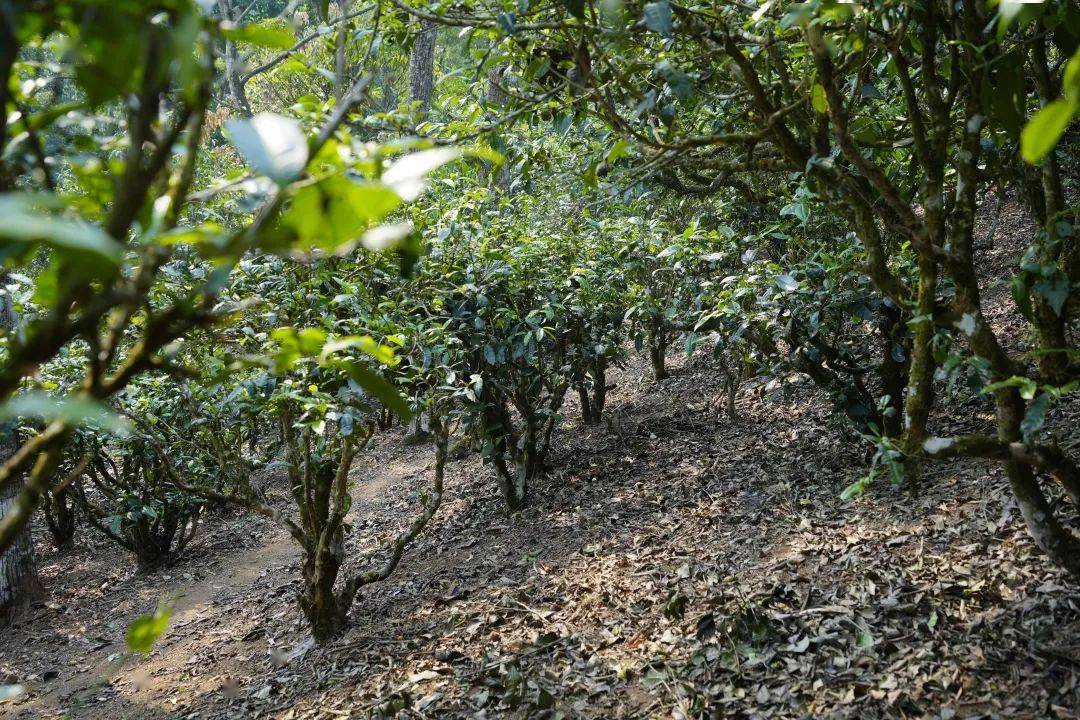 2023茶山行第二站 | 走进南糯山,探访古茶园,体验采茶,制茶,品茶之旅_