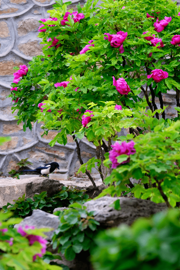 (图源:图虫创意)北海公园地坛公园紫竹院公园(图源:图虫创意)北京园博