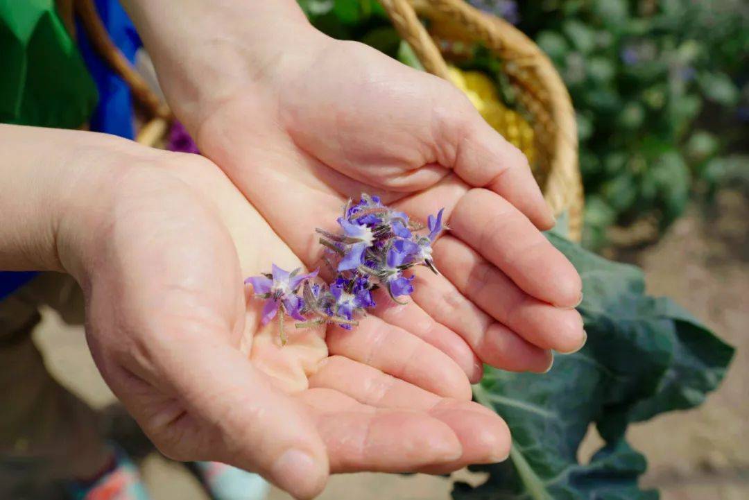 白花菜种子（中药白花菜子的批发价） 第12张