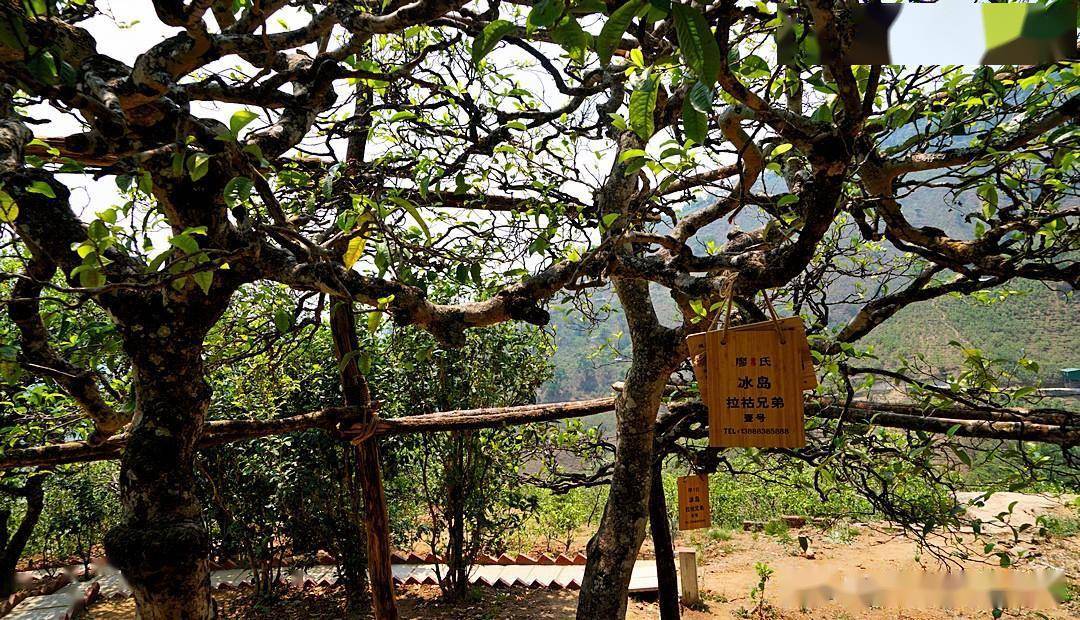 《双江行》探寻云南最贵山头茶——冰岛村(冰岛茶)_茶山_茶树_茶叶