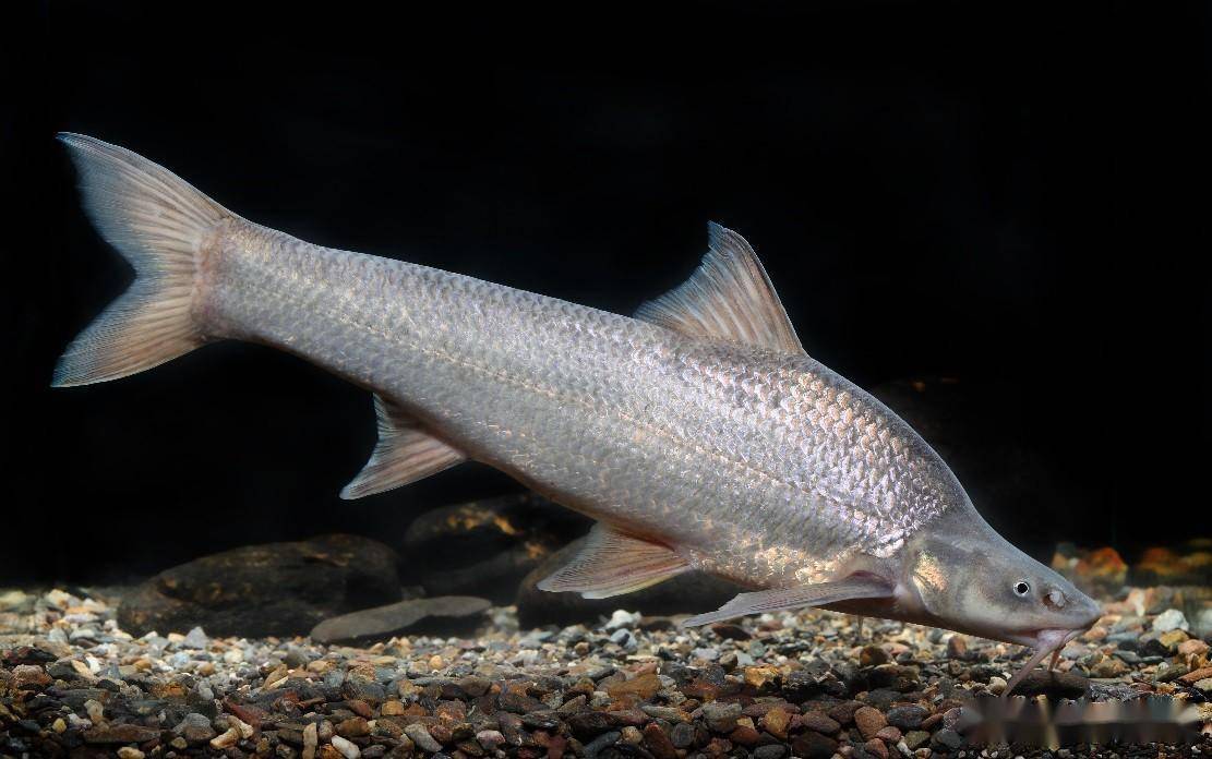 阻隔了圆口铜鱼的生殖洄游通道和长江中下游圆口铜鱼对金沙江繁殖群体