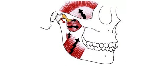 关于咬合的一些知识点_功能_牙齿_关节
