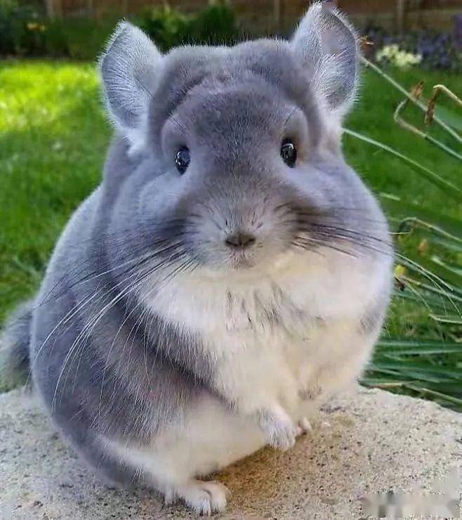 魔王松鼠小香猪珍珠鸡凤尾鸽金花松鼠超多种类的萌宠