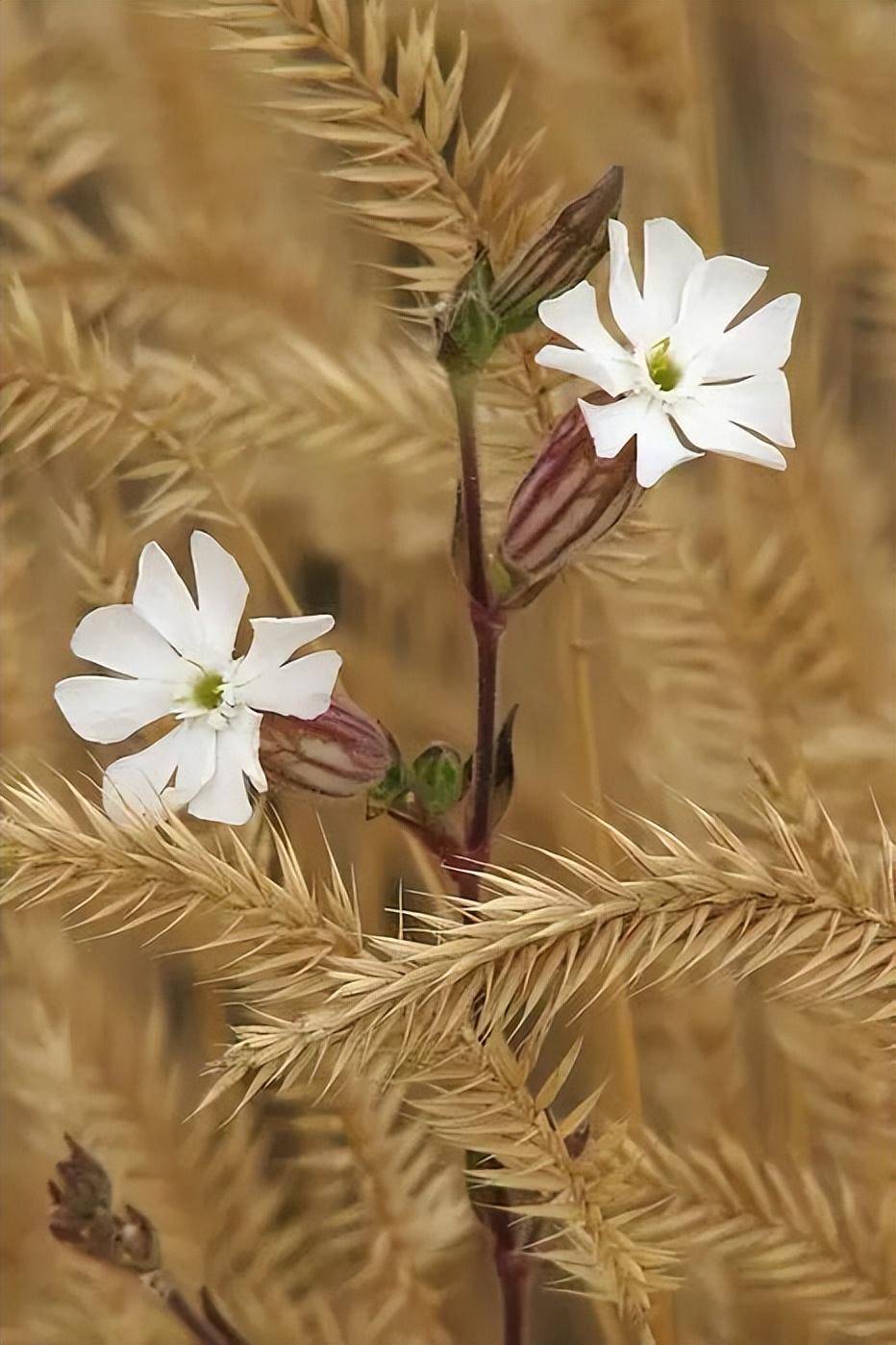 欣赏|白玉草花,清新雅致.
