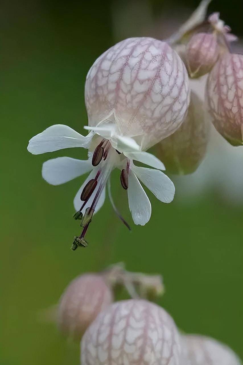欣赏|白玉草花,清新雅致.