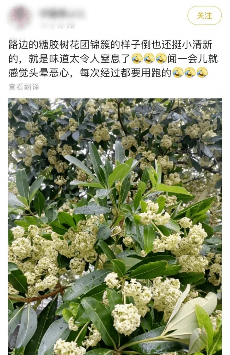 石楠花_气味_行道树