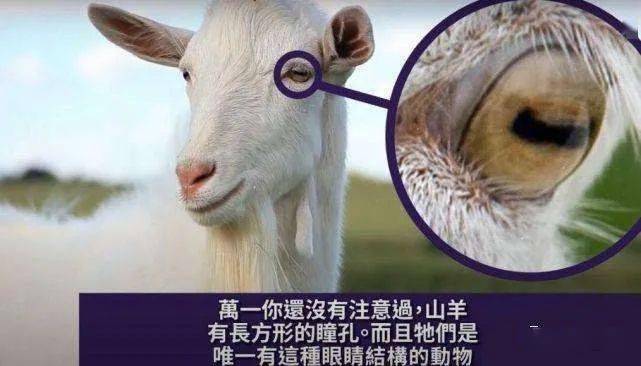 为什么羊的眼睛是长方形的_瞳孔_眼球_形状