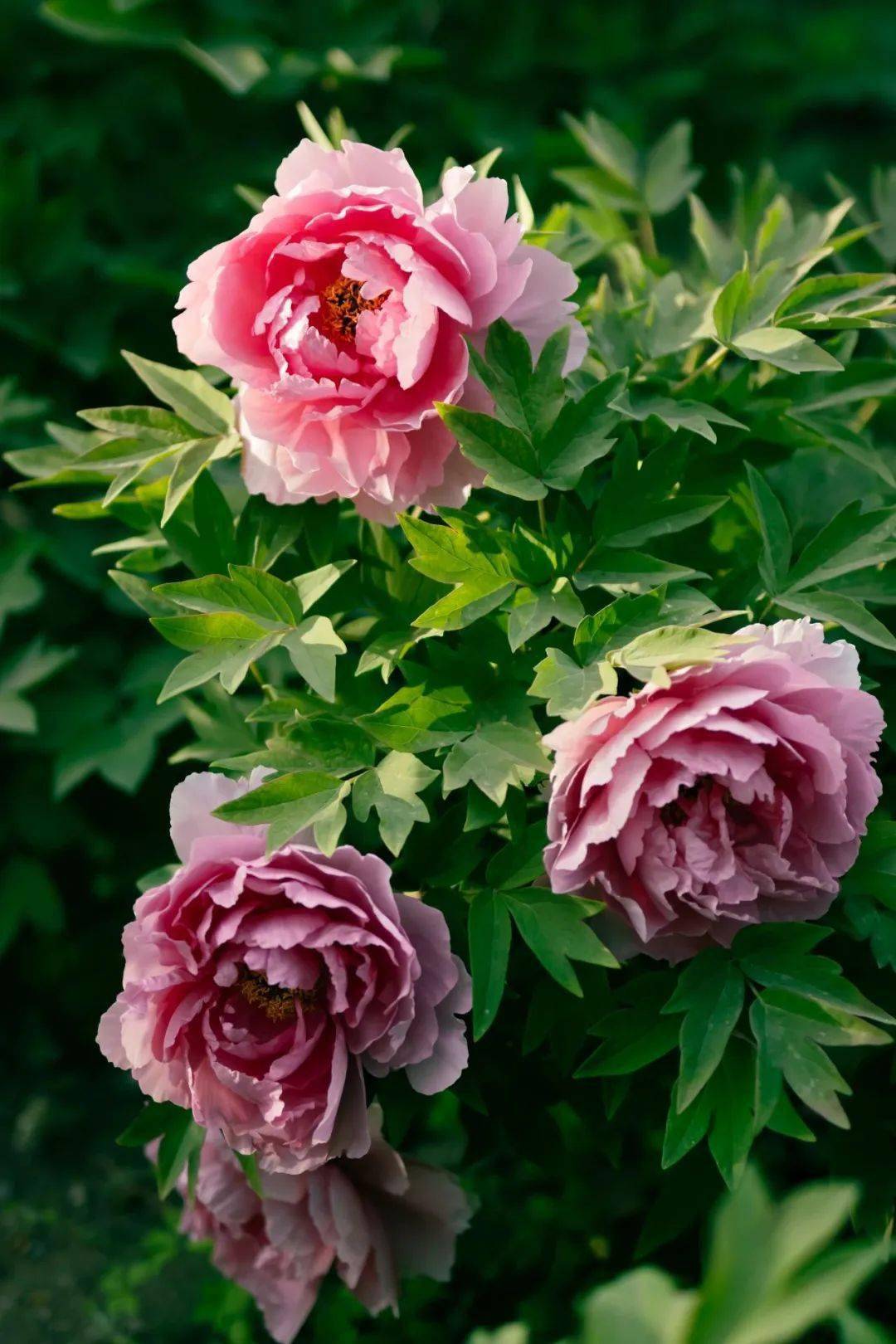花开时节动京城(大美农大有惊喜)