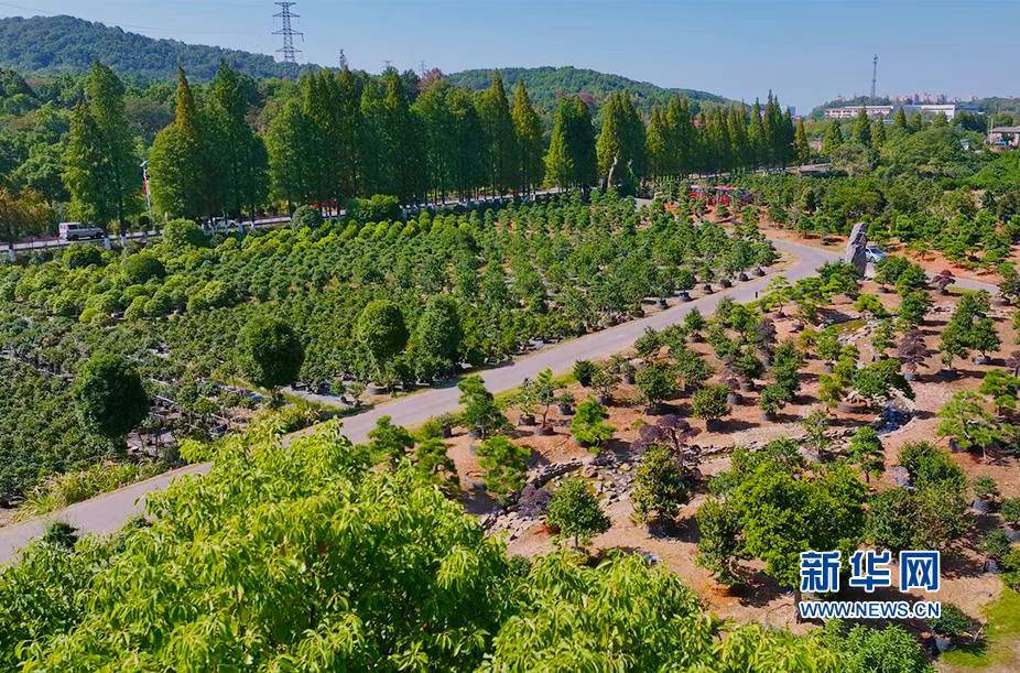 湖南花卉苗木（湖南花卉批发市场在哪里） 第2张