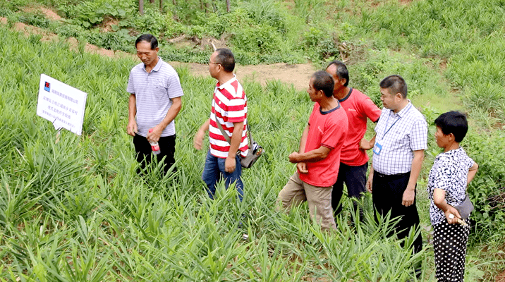 双牌:瑶乡虎爪姜开种 种出美好"姜"来_种植_高山_姜农