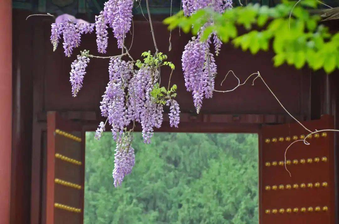 牡丹花水（牡丹花水粉画怎么画） 第7张