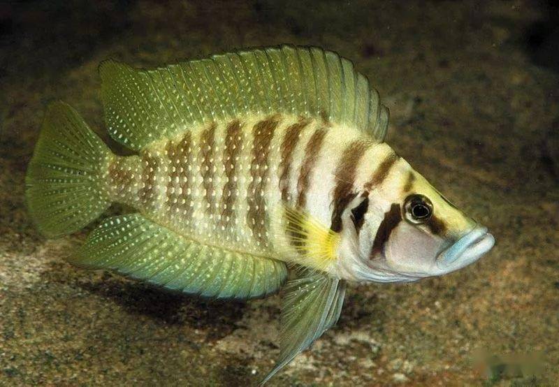 一些三湖鱼的饲养技巧,不容错过!|【水族圈低调分享】_金头_下图_体型