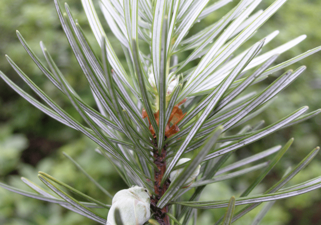 值得一提的是,1978年,经国务院批准,在银杉模式标本的诞生地建立了花