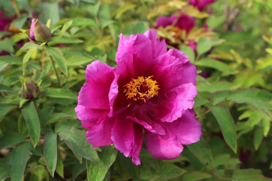 【鞓红花开动古城】丨正值春深暖意融,天香国色看鞓红_青州_牡丹_临淄