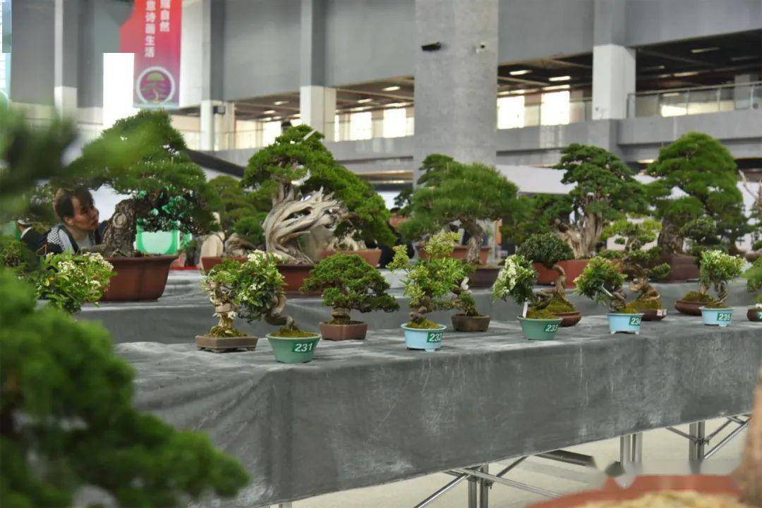 2023全国精品盆景展在江苏如皋举行 | 动态_文化_中国_交易