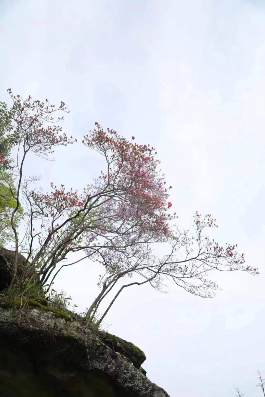 生态散文丨杜鹃花开牧云谷 (内附大量精美图片)