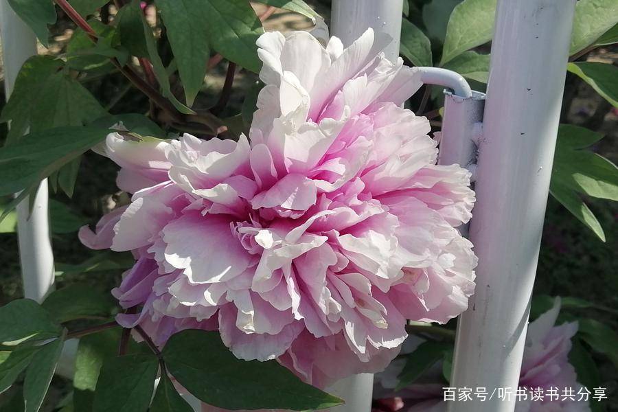 众香国里最鲜艳，花开时节动京城