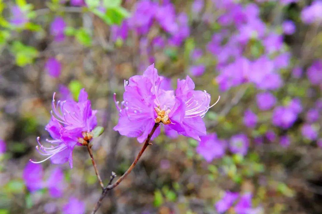 龙湾_辉南县_旅游节