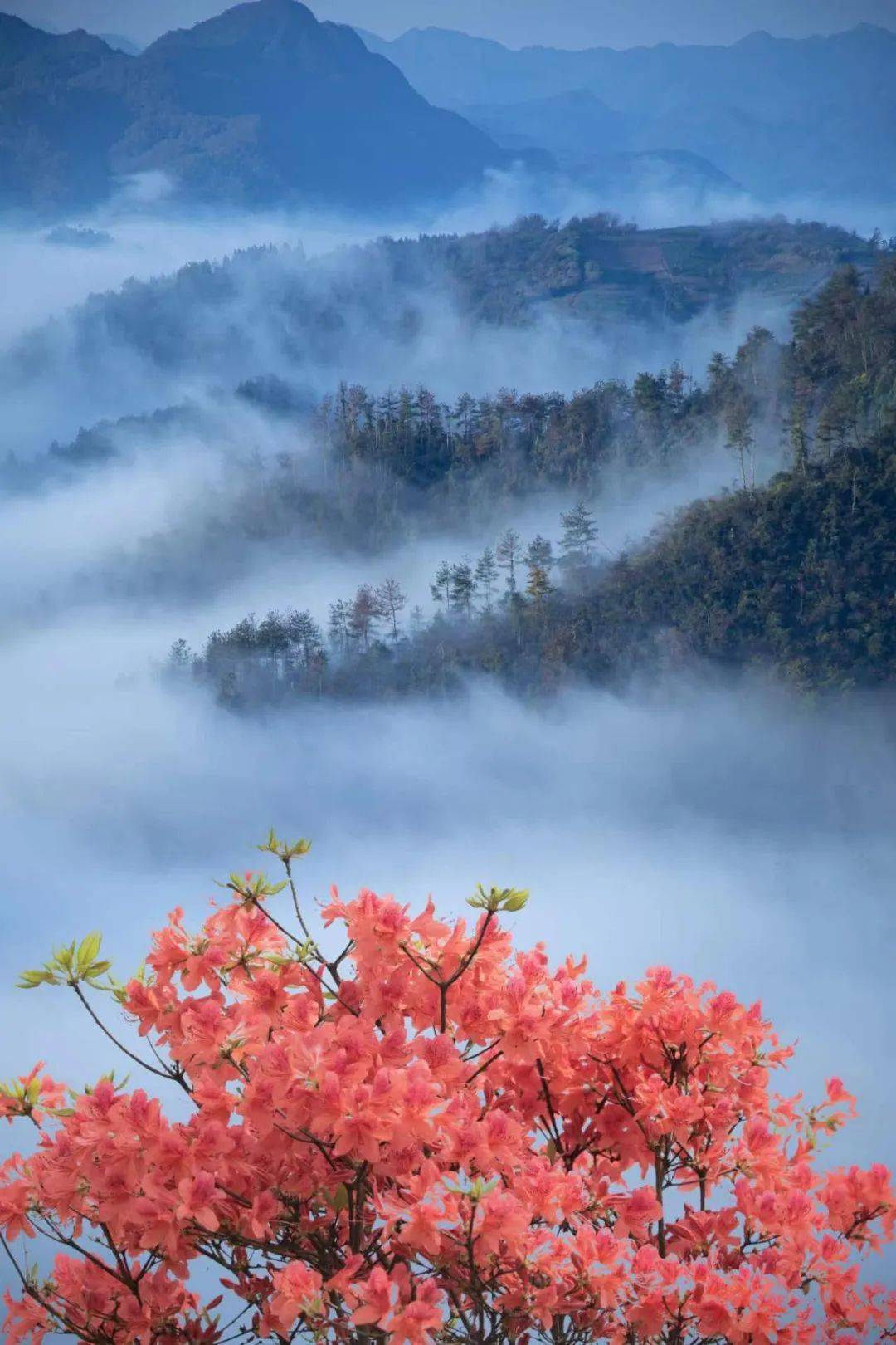 生态散文丨杜鹃花开牧云谷 (内附大量精美图片)