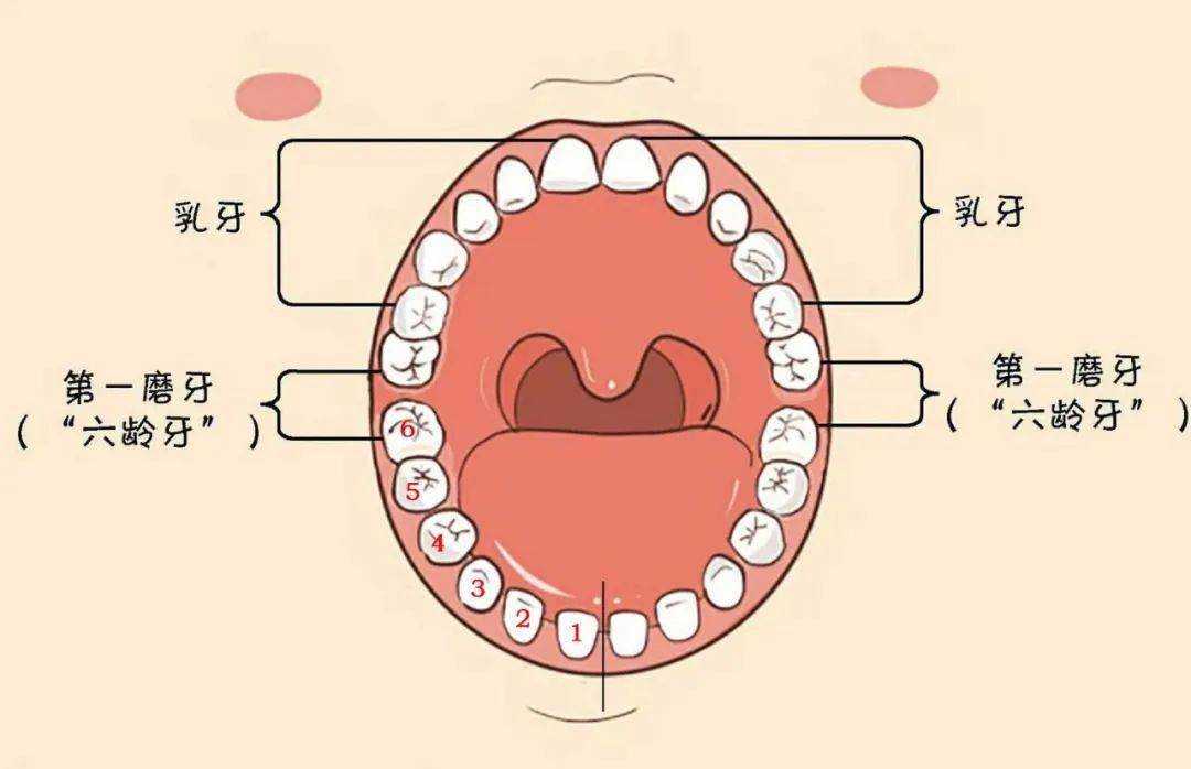 哪颗牙是六龄齿图片图片