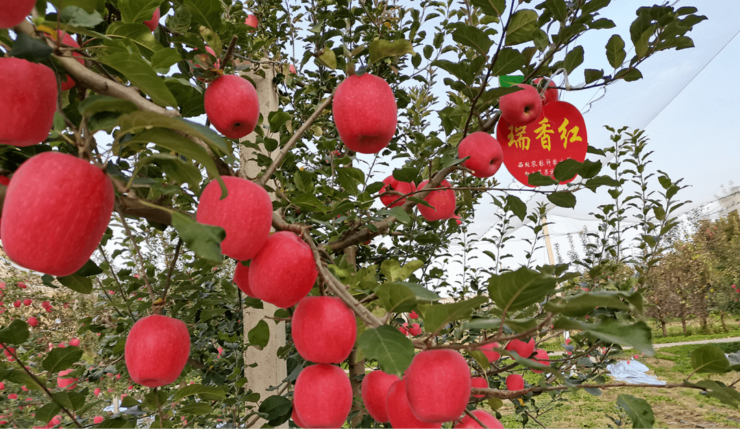 韩国甘红苹果品种介绍图片