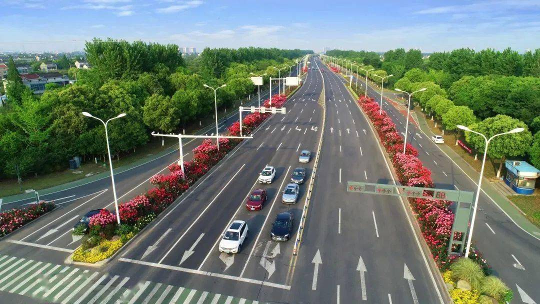 百万级,常州"花"不完!_月季_大道_花朵