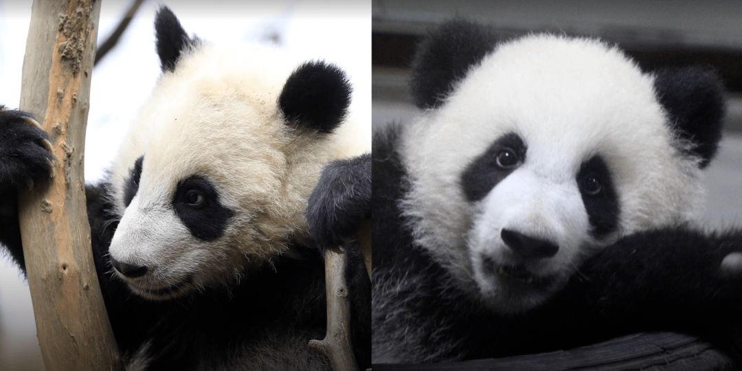 干货收藏 | 如何科学地区分大熊猫?("花花"除外)_秦岭_山系_四川
