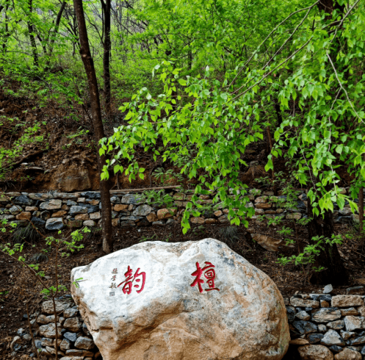 大花石上莲（大花石上莲中医世家） 第8张