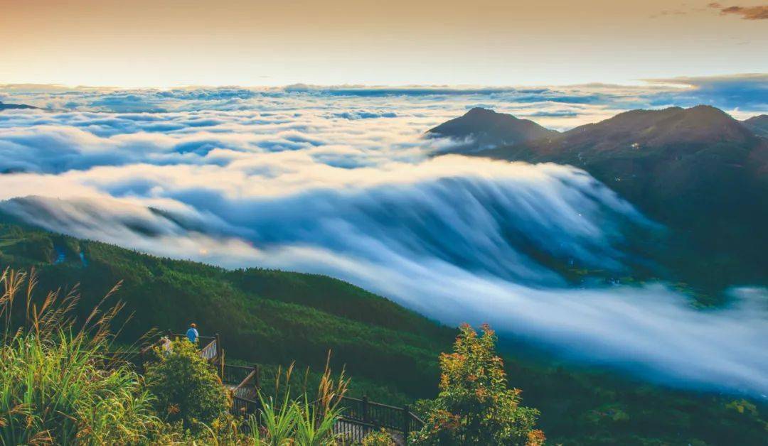 茶油树（茶油树长什么样图片高清） 第1张