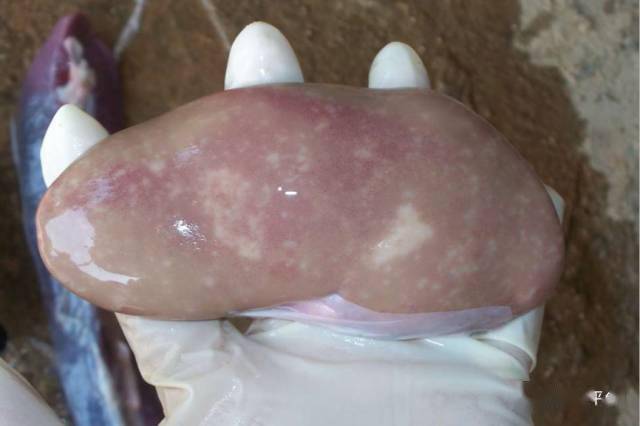 诊断根据猪圆环病毒pcv-2导致的疾病类型和其临床症状及流行病学可