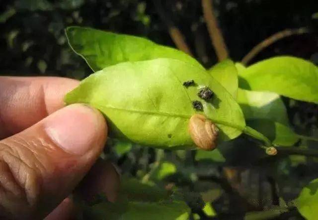 【果技精選】柑橘上難防難治的十大害蟲排名,紅蜘蛛只能位居