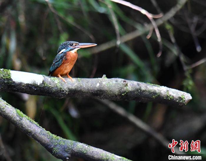 图为斑头大翠鸟.