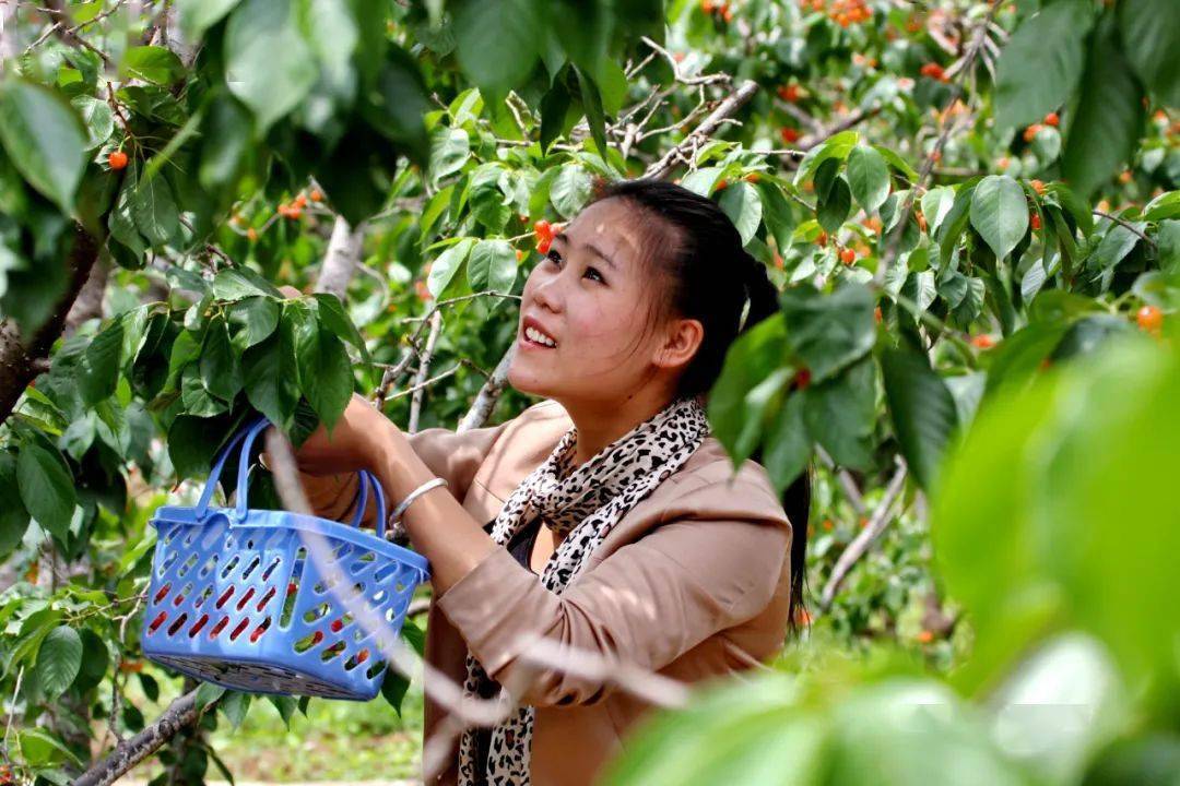 甜美樱桃 幸福鲁甸 | 小寨春果樱桃园_产业_种植_旅游节