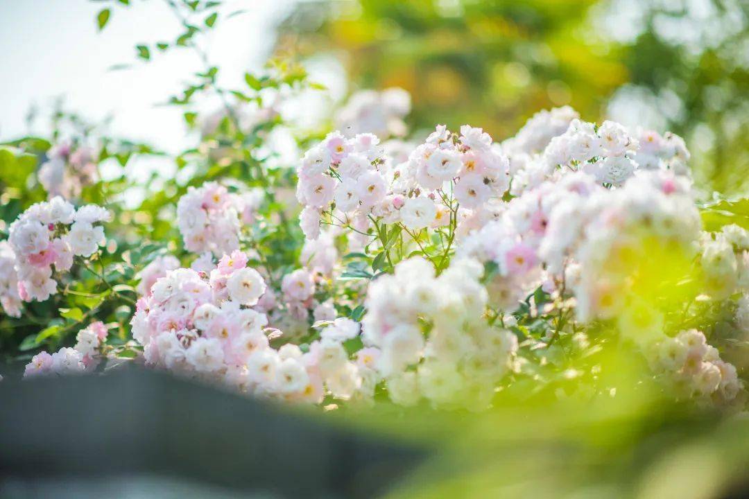 暮春淺夏,薔薇花開,沒有技巧,原圖直出_初夏_滿城_夏日