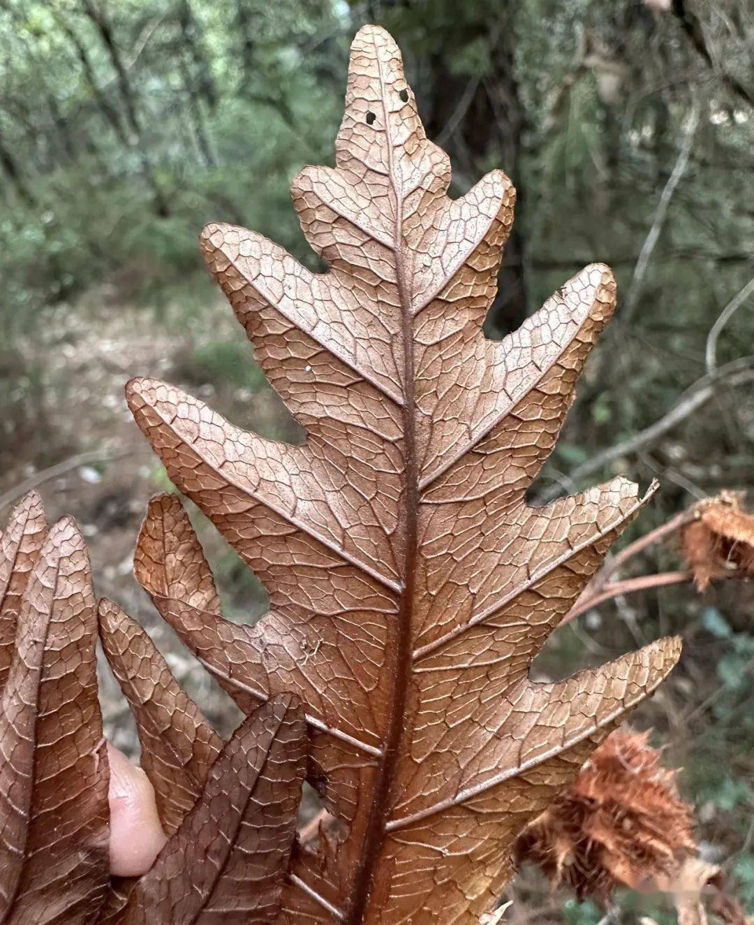 槲蕨科图片