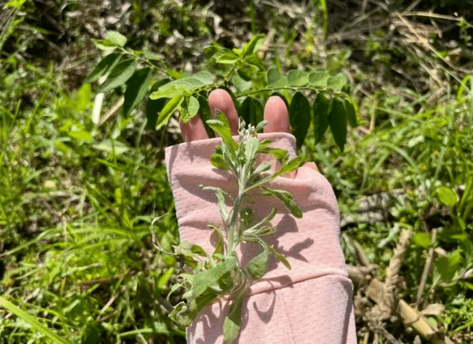 白花菜种子（白花菜种子多少钱一包） 第10张