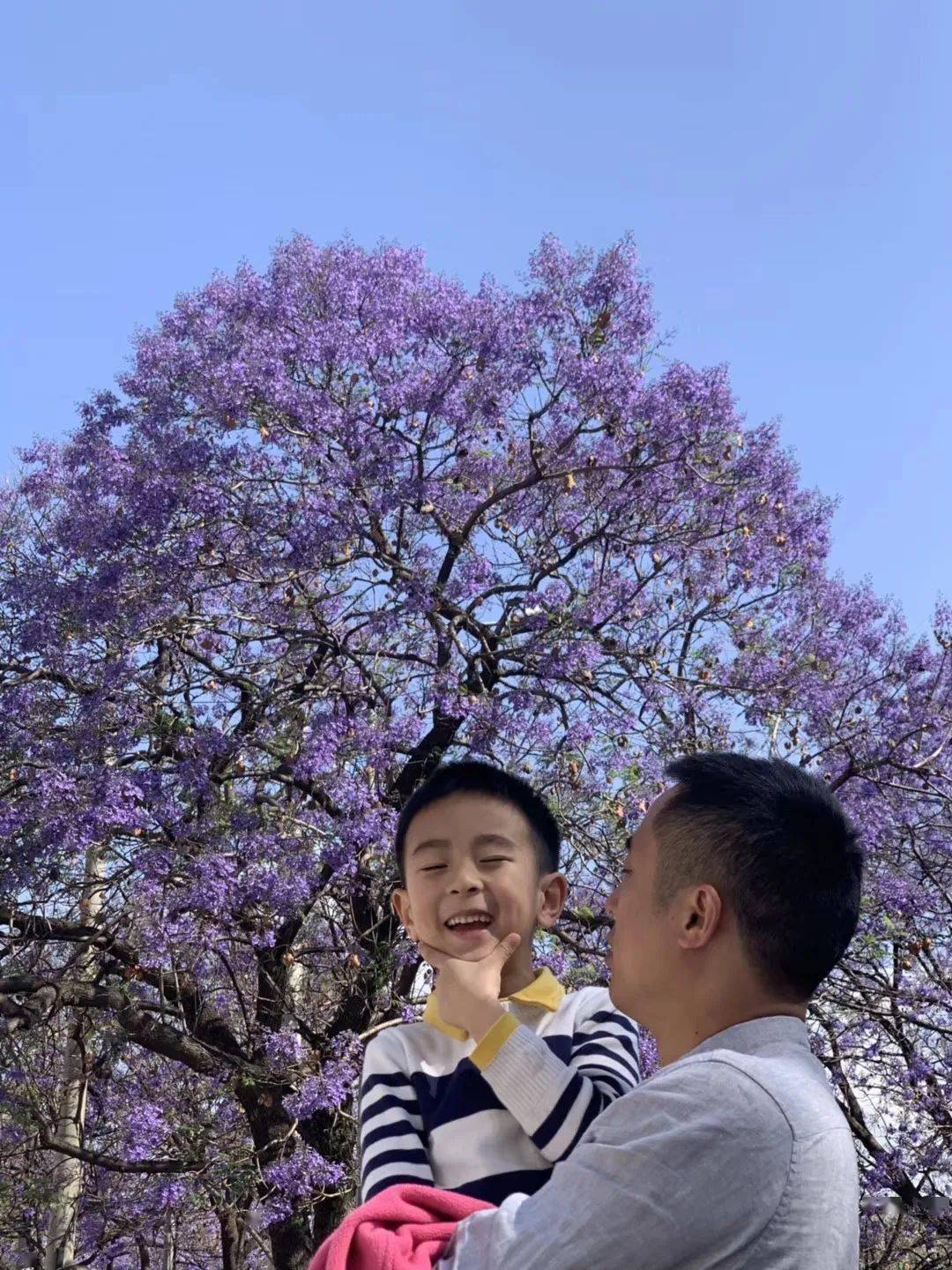 我与西昌蓝花楹合照 第二期来啦