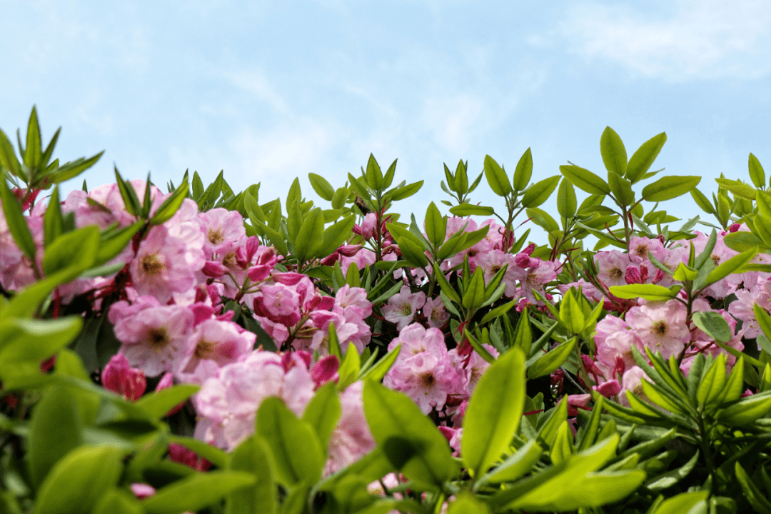 5月8日——天台山云锦杜鹃节开幕!_活动_内容_系列