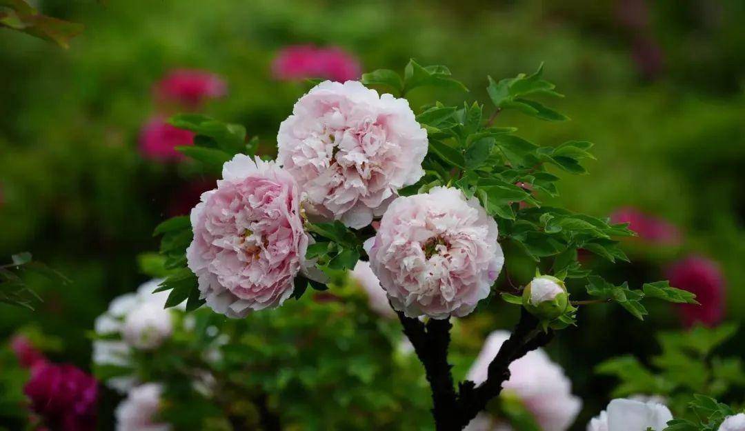 春雨中的河州牡丹美出新高度!_临夏_花系_白色