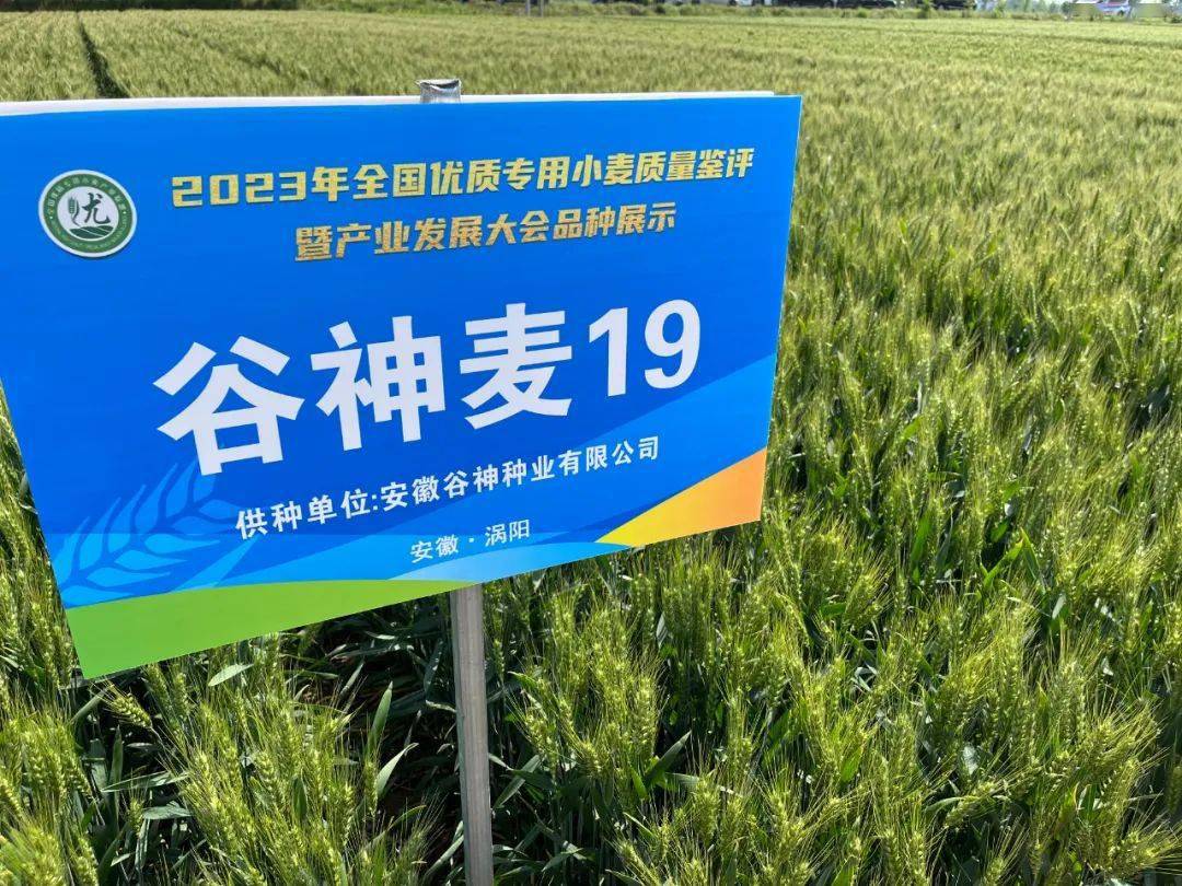 我市一小麦品种入选全国优质专用小麦专家鉴评第一名