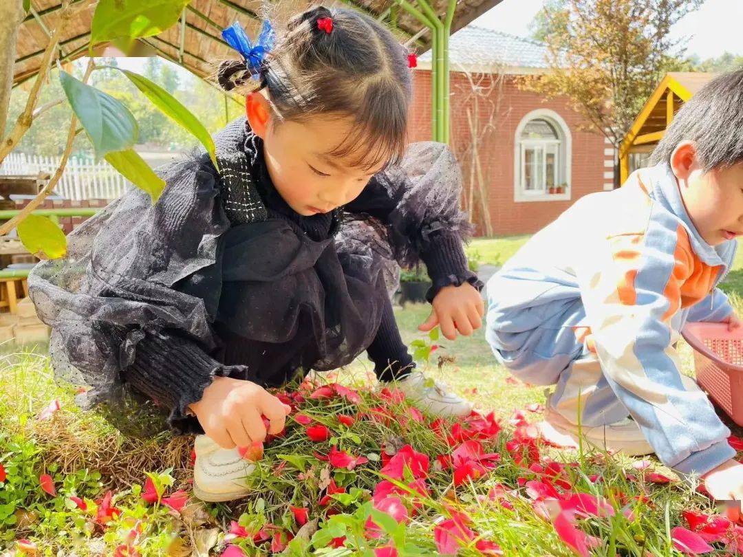 通过解剖山茶花,孩子们进一步了解山茶花的结构特点,并建立起对山茶花