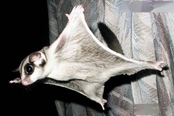 "异宠"知多少丨带你了解"异宠"蜜袋鼯_物种_哺乳动物_活动