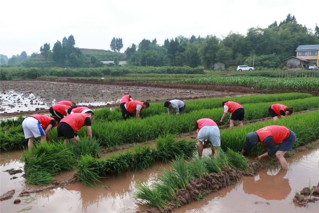 【志点滴】潼南:志愿服务到田间 助农插秧暖民心_张锡_新华书店_重庆