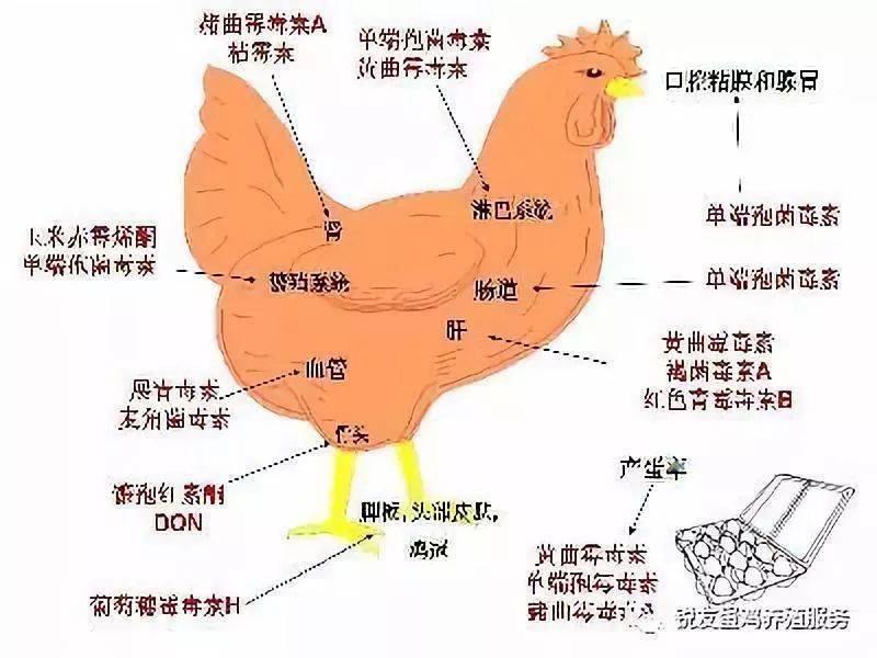 霉菌毒素对鸡的危害及防控措施